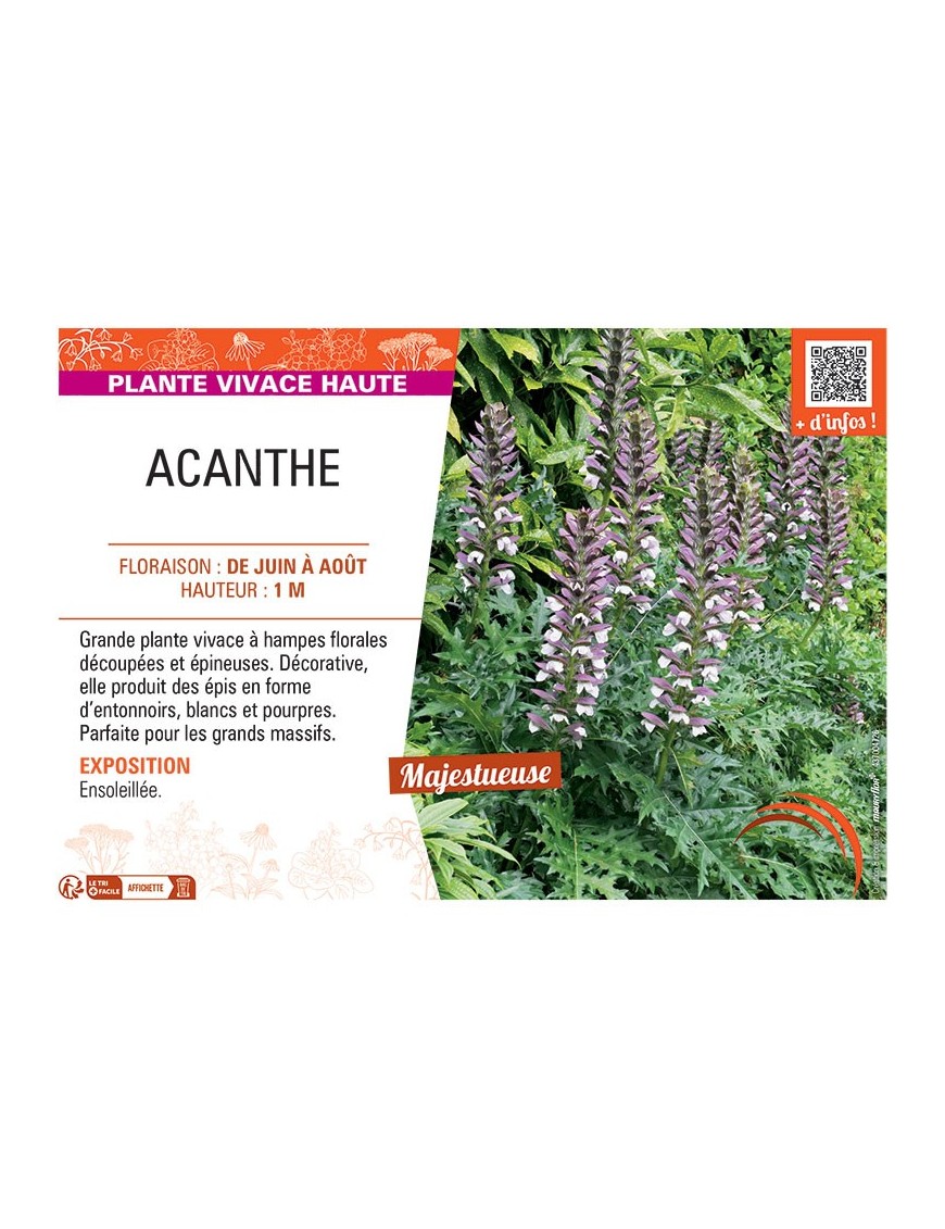 ACANTHE