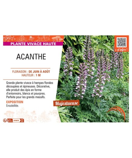 ACANTHE