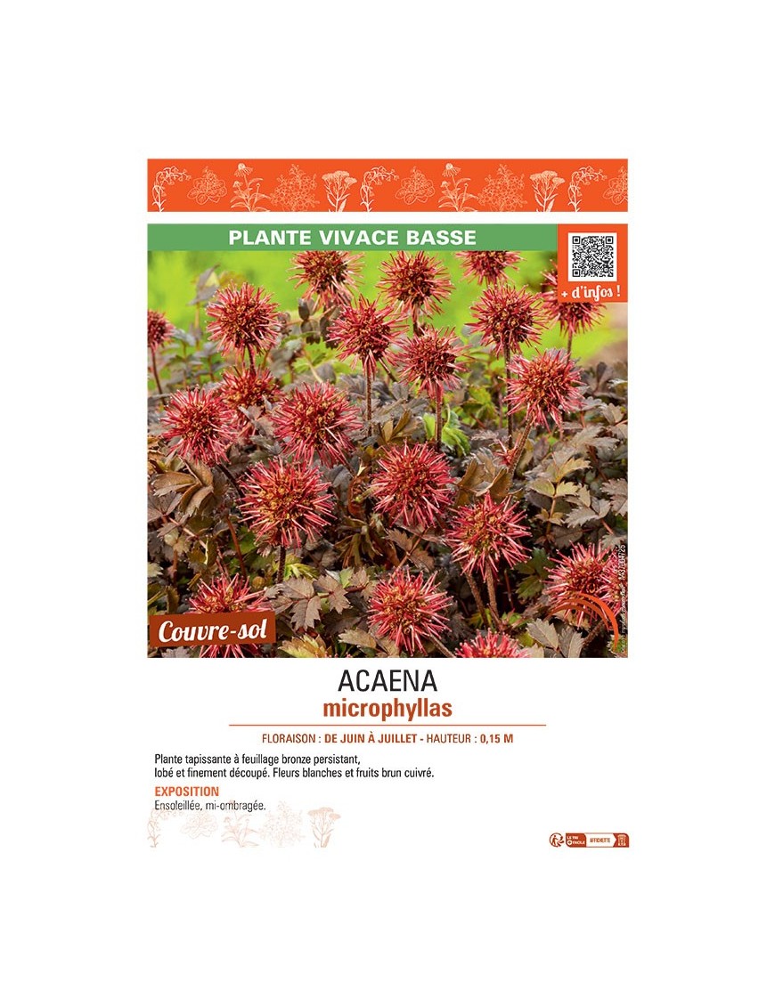 ACAENA MICROPHYLLA