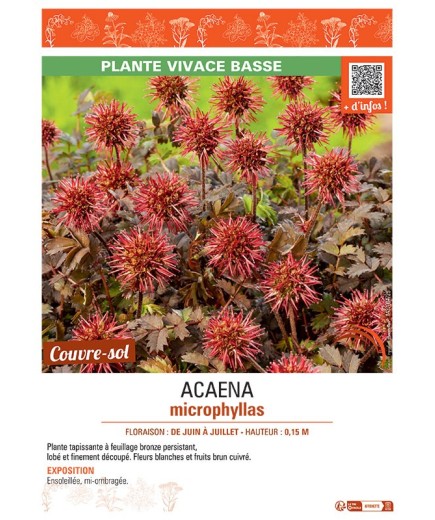 ACAENA MICROPHYLLA
