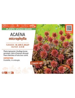 ACAENA MICROPHYLLA