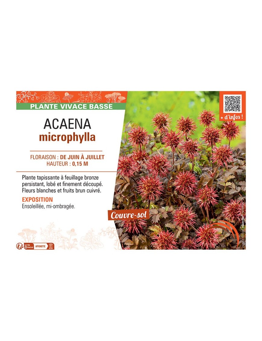 ACAENA MICROPHYLLA