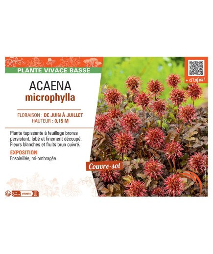 ACAENA MICROPHYLLA