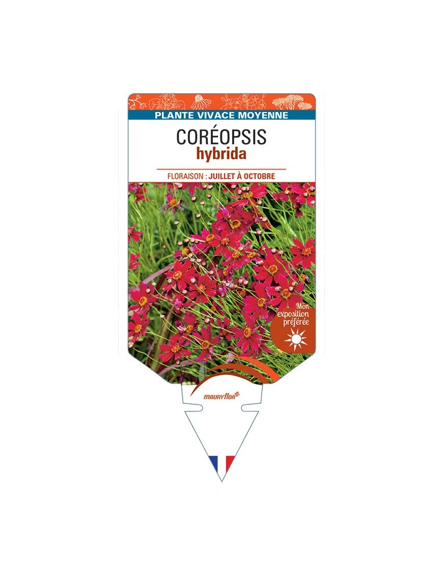 COREOPSIS hybrida (rouge)