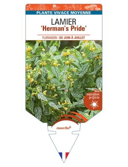 LAMIUM GALEOBDOLON Herman's Pride voir Lamier