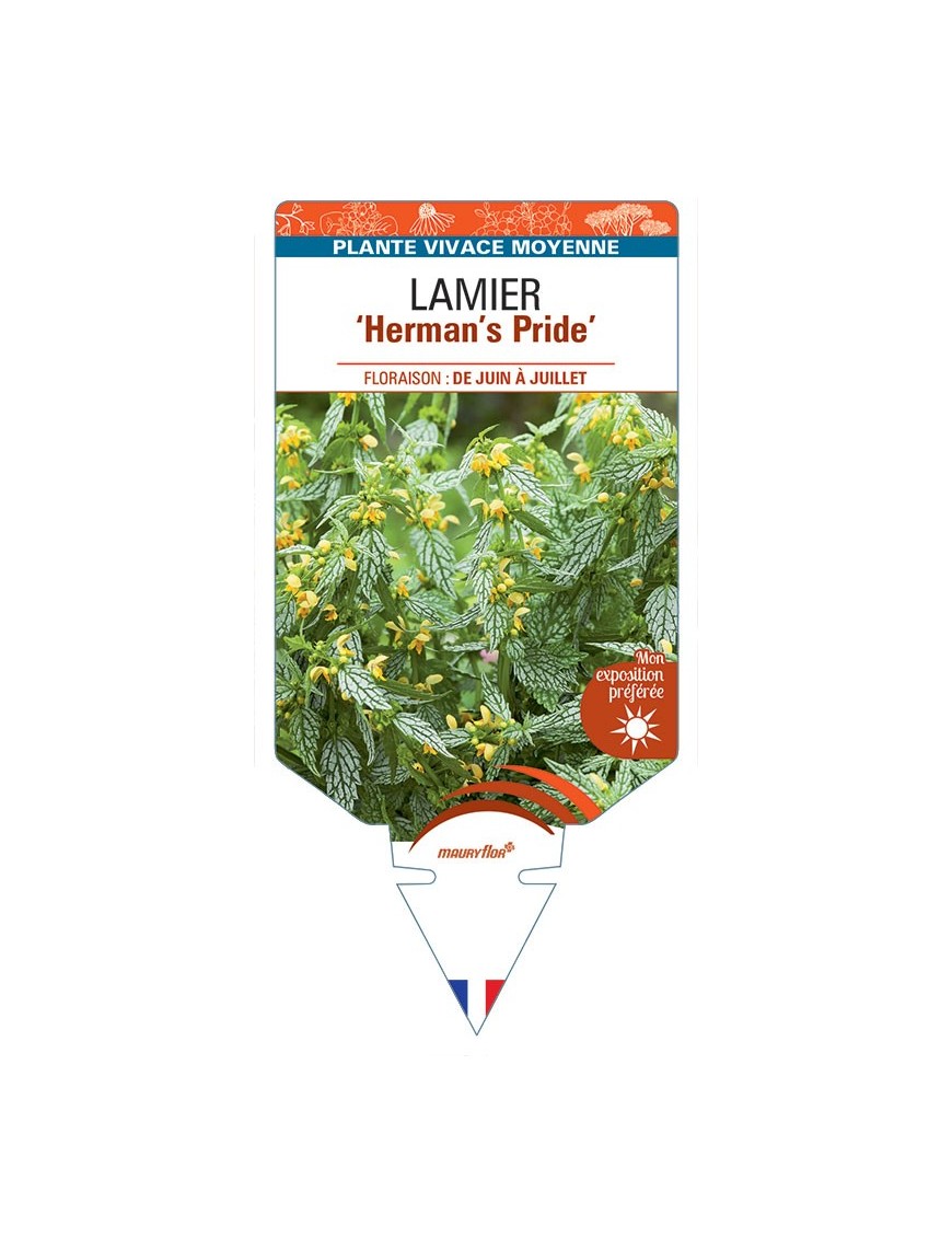 LAMIUM GALEOBDOLON Herman's Pride voir Lamier