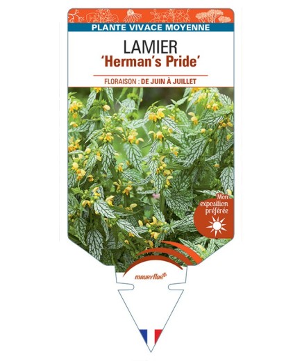 LAMIUM GALEOBDOLON Herman's Pride voir Lamier