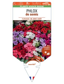 PHLOX (drummondii) de semis