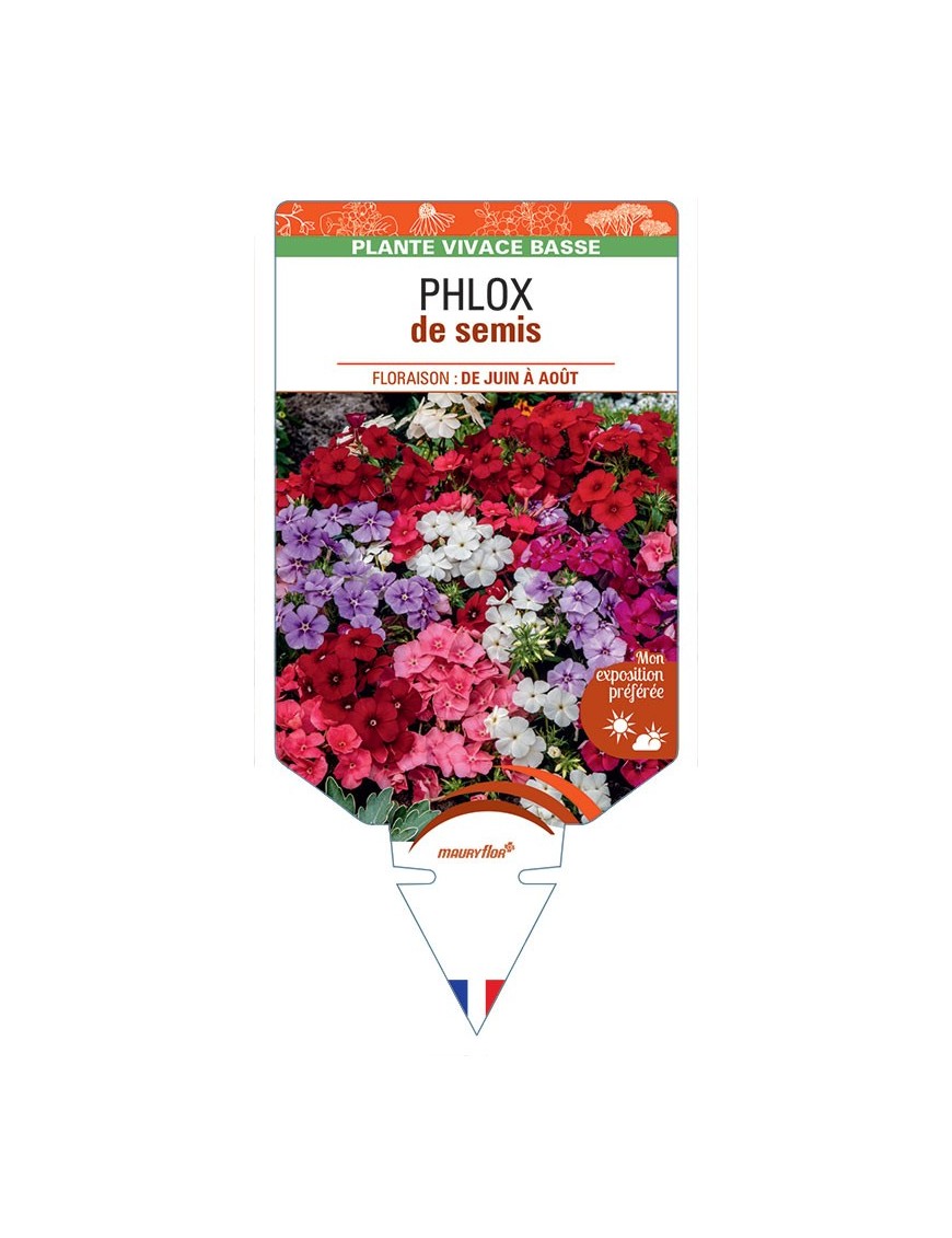 PHLOX (drummondii) de semis