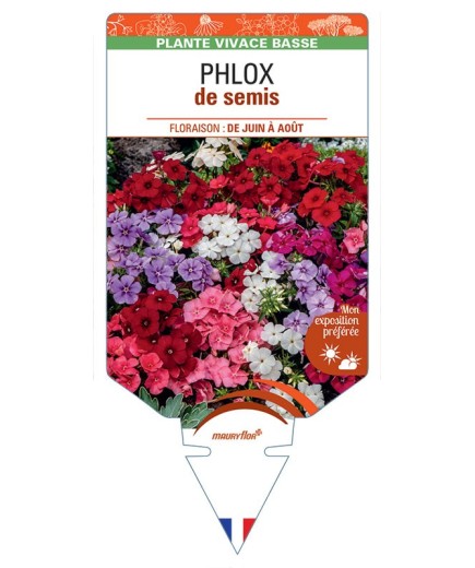 PHLOX (drummondii) de semis