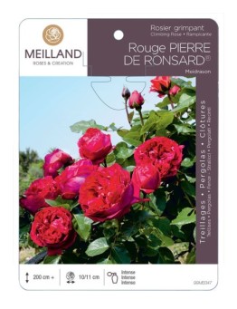 Rosier grimpant Rouge PIERRE DE RONSARD ® Meidrason