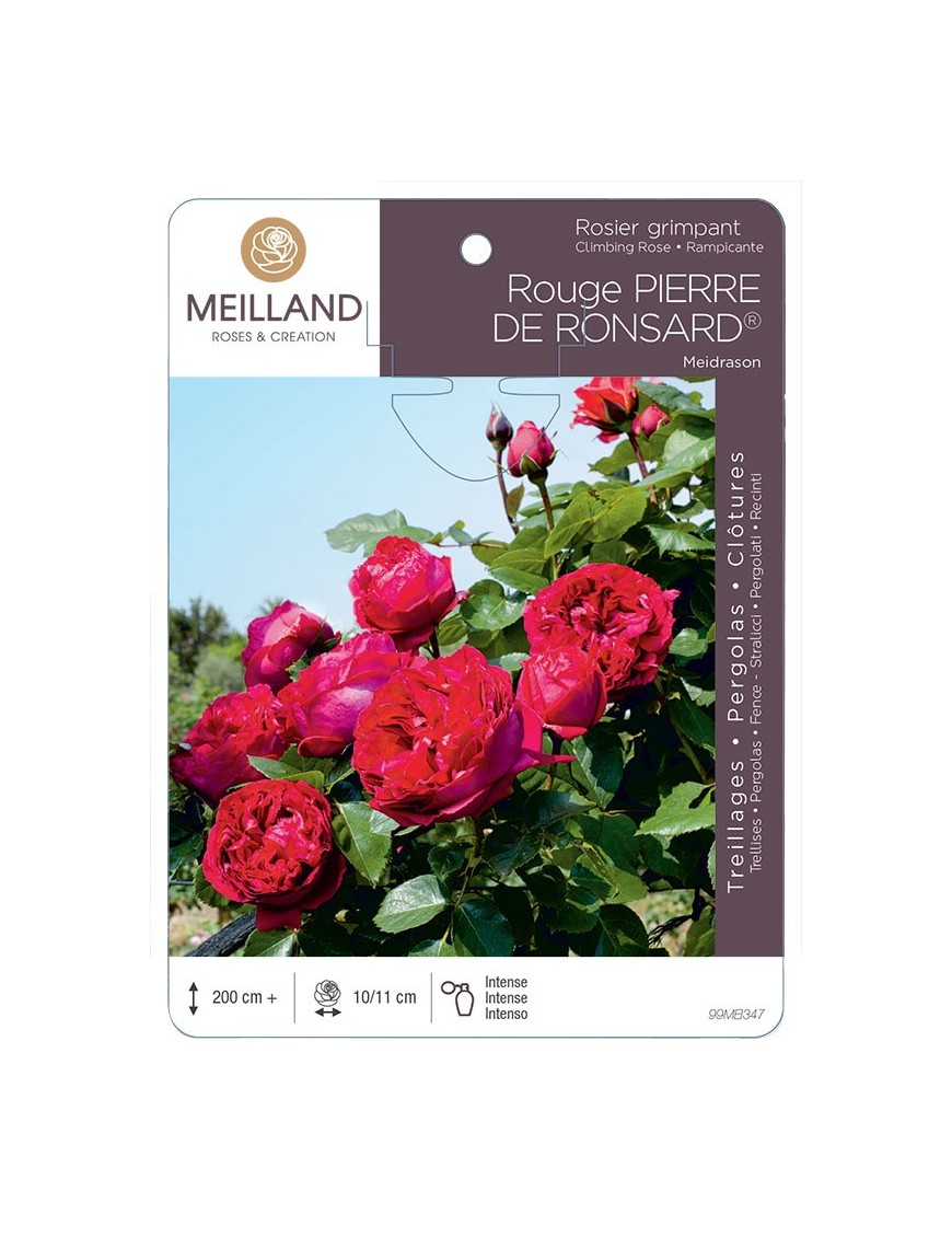 Rosier grimpant Rouge PIERRE DE RONSARD ® Meidrason