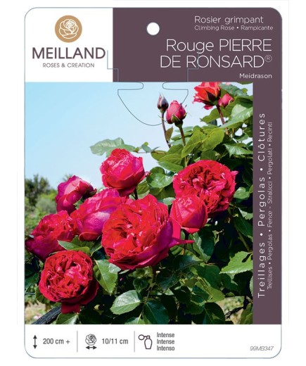 Rosier grimpant Rouge PIERRE DE RONSARD ® Meidrason