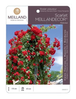Rosier pleureur Scarlet MEILLANDECOR ® Meikrotal