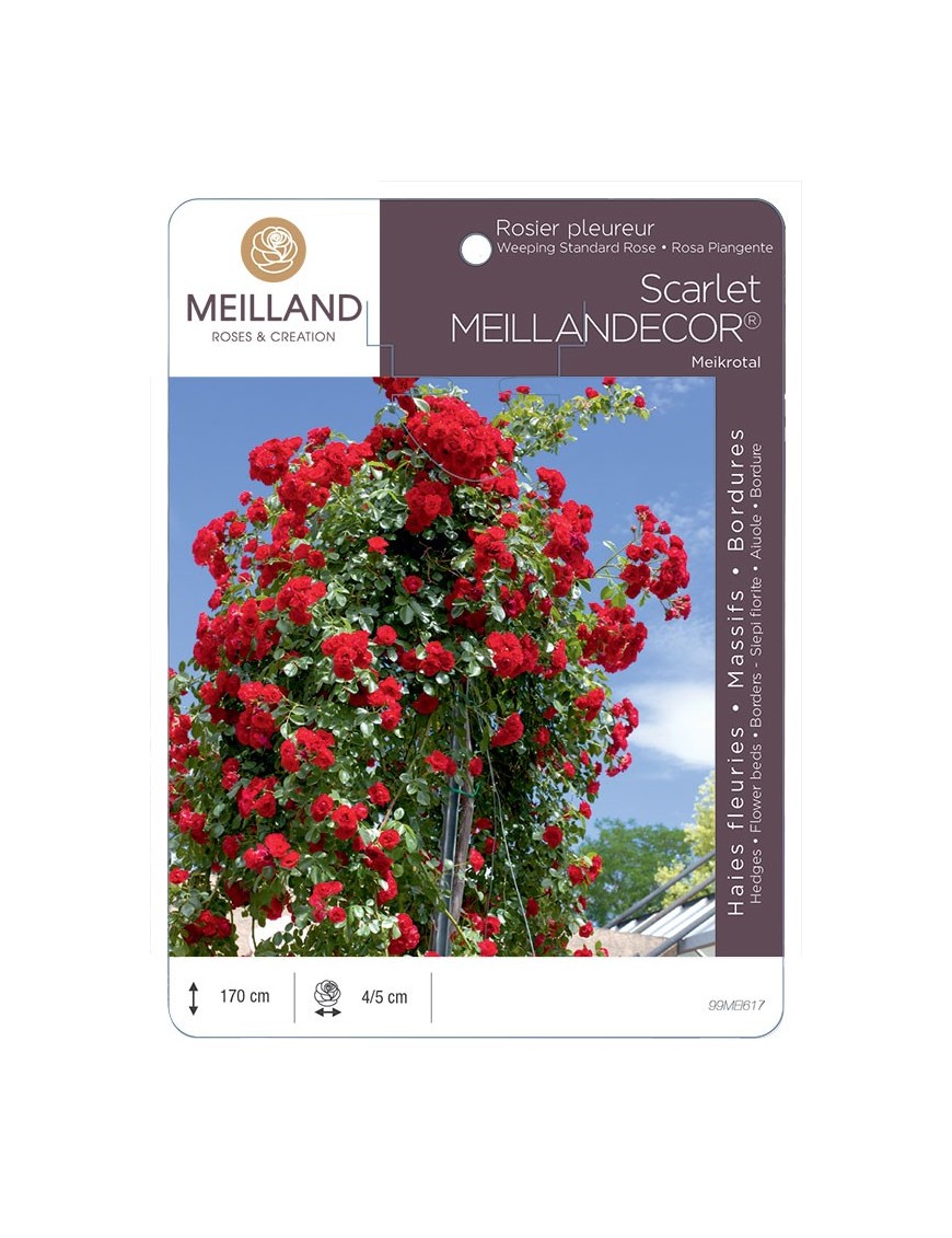 Rosier pleureur Scarlet MEILLANDECOR ® Meikrotal