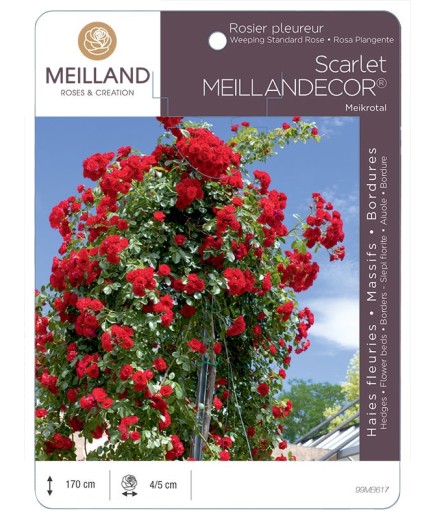 Rosier pleureur Scarlet MEILLANDECOR ® Meikrotal
