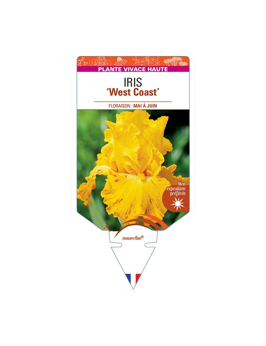 IRIS (germanica) West Coast