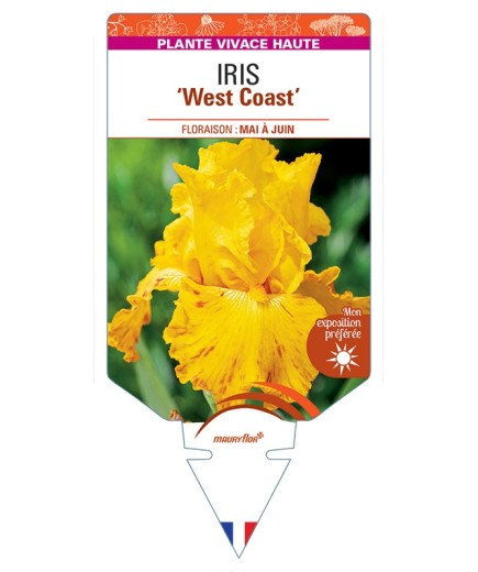 IRIS (germanica) West Coast