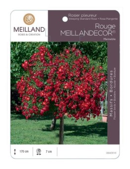 Rosier pleureur Rouge MEILLANDECOR ® Meineble