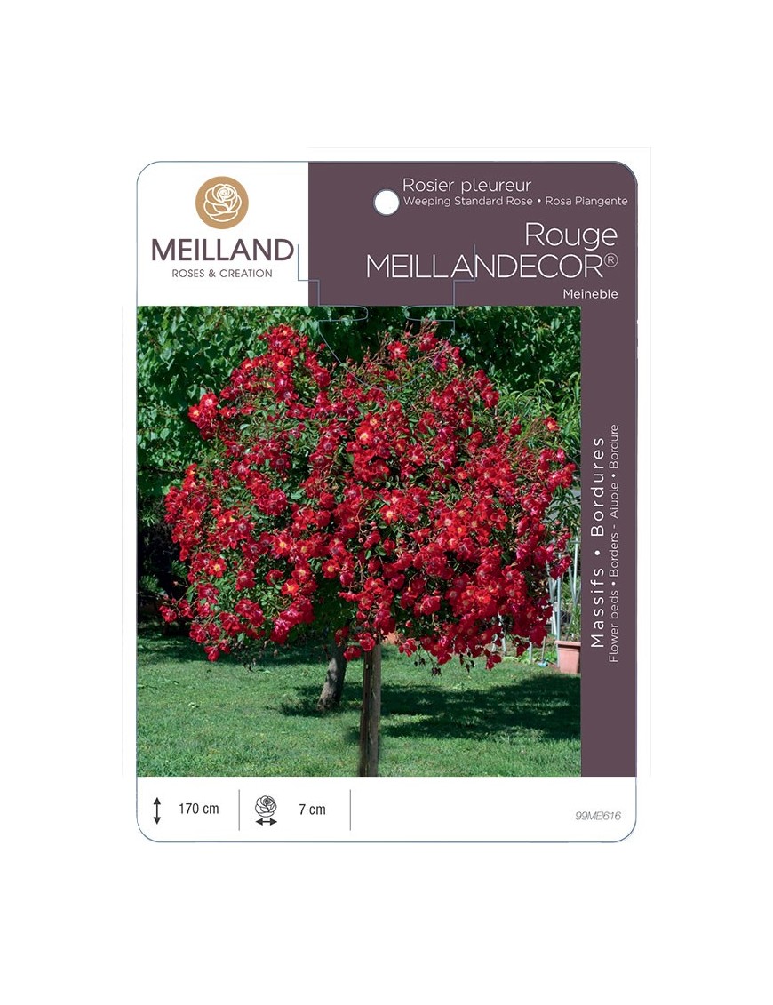 Rosier pleureur Rouge MEILLANDECOR ® Meineble
