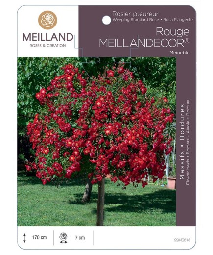Rosier pleureur Rouge MEILLANDECOR ® Meineble
