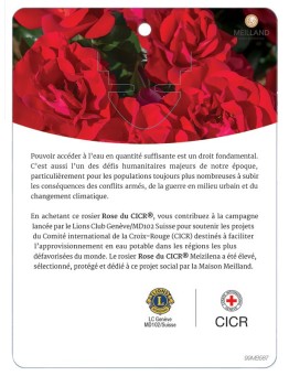 Rosier à massifs ROSE DU CICR® Meizilena