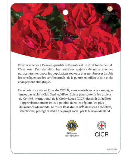 Rosier à massifs ROSE DU CICR® Meizilena
