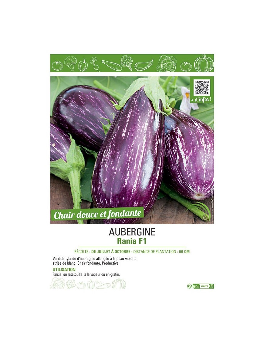 AUBERGINE RANIA F1