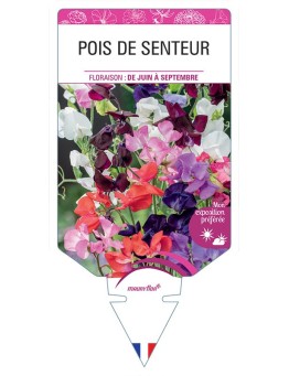 LATHYRUS ODORATUS