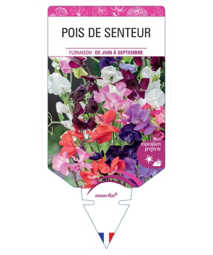 LATHYRUS ODORATUS