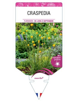 CRASPEDIA