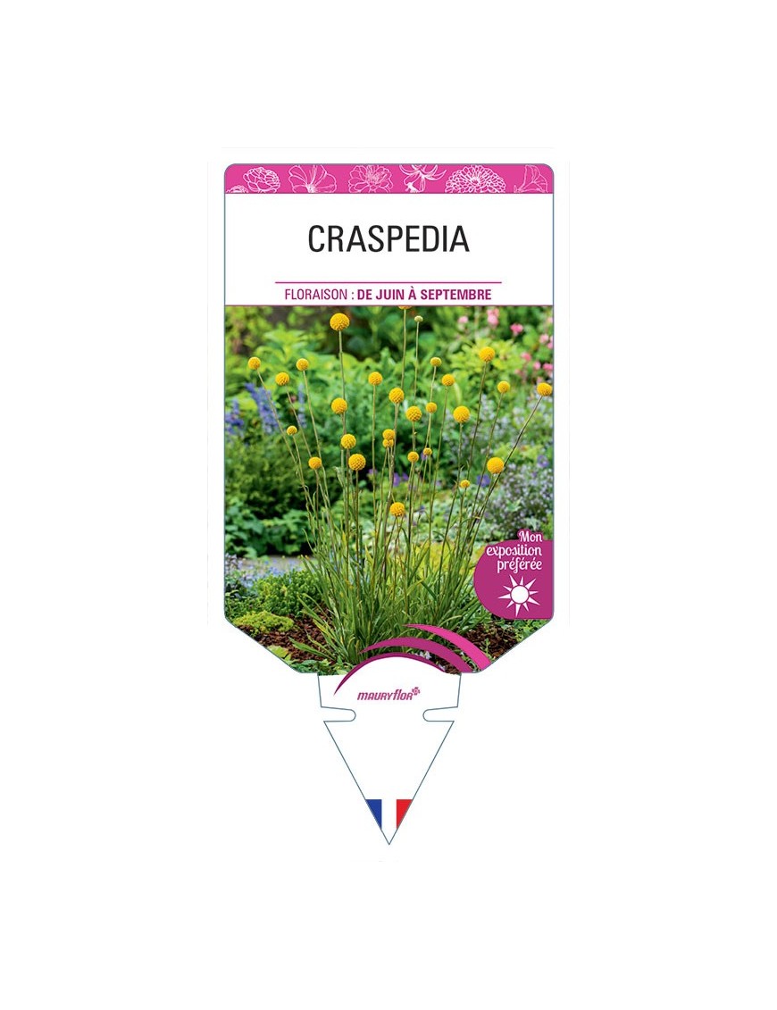 CRASPEDIA