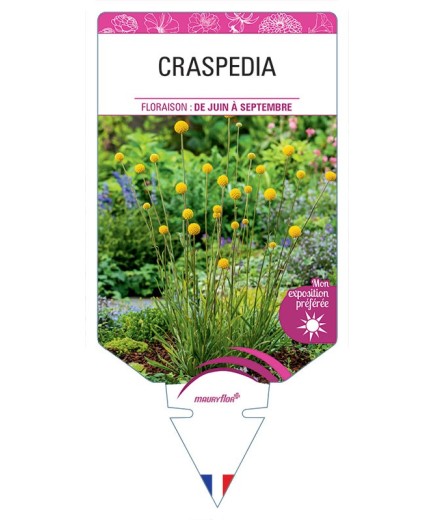 CRASPEDIA