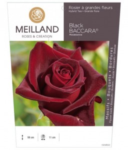 Rosier à grandes fleurs BLACK BACCARA ® Meidebenne