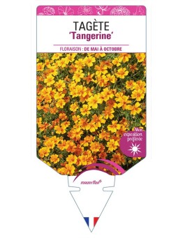 TAGETES LEMMONII Tangerine