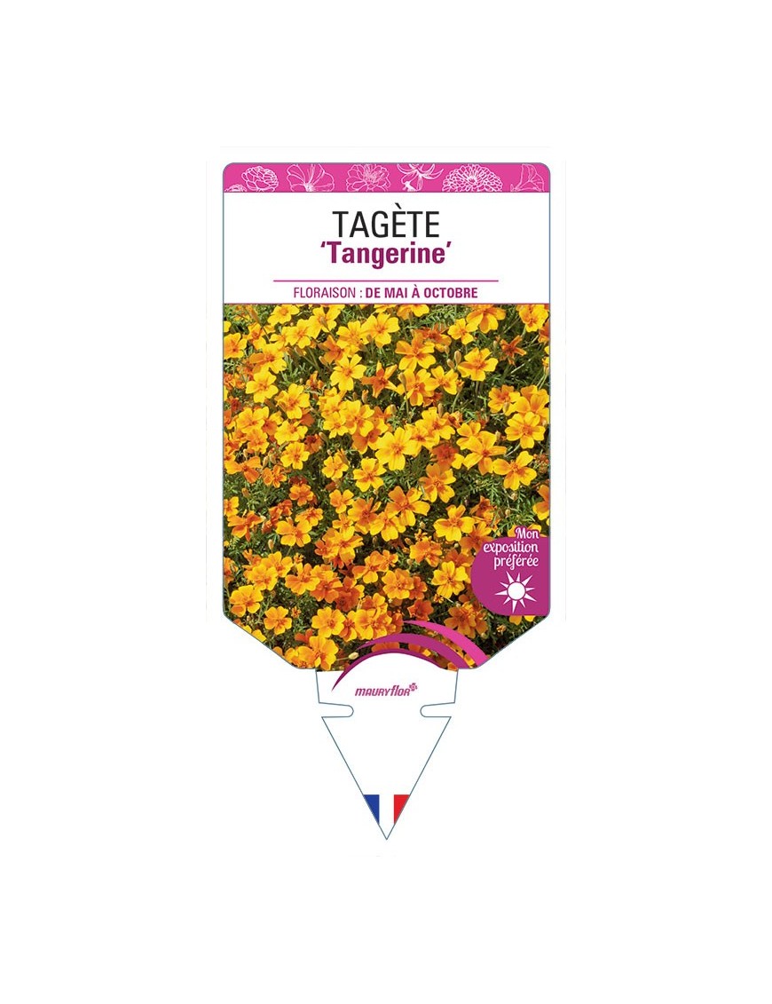 TAGETES LEMMONII Tangerine