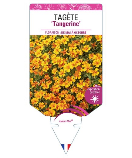 TAGETES LEMMONII Tangerine