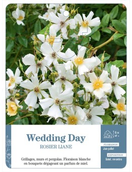 Rosier liane Wedding Day