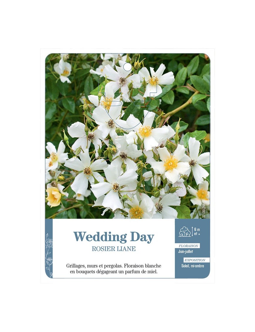 Rosier liane Wedding Day