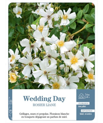 Rosier liane Wedding Day