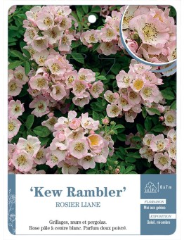 Rosier liane Kew Rambler