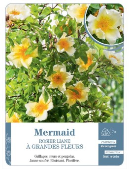 Rosier liane Mermaid