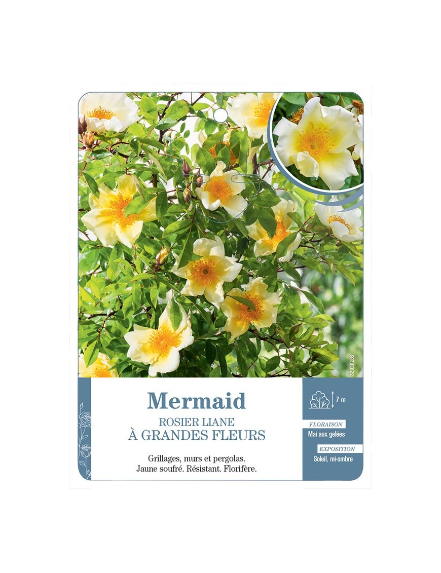 Rosier liane Mermaid