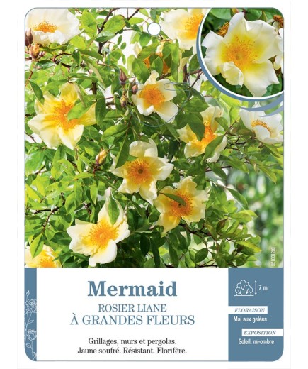 Rosier liane Mermaid