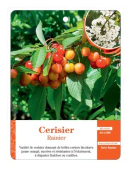 CERISIER ‘RAINIER’