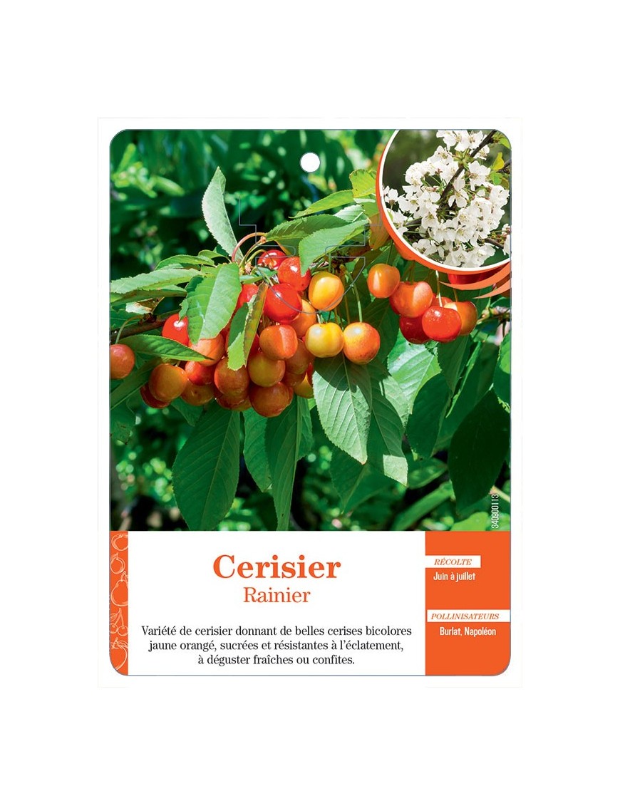 CERISIER ‘RAINIER’