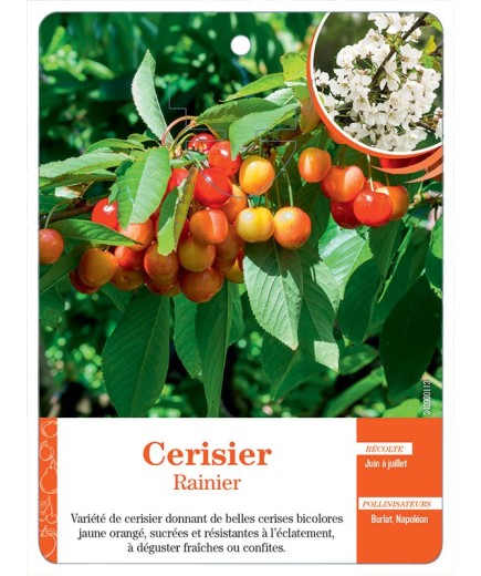CERISIER ‘RAINIER’