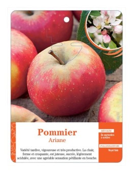 POMMIER ‘ARIANE’