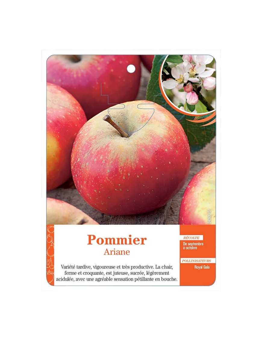 POMMIER ‘ARIANE’