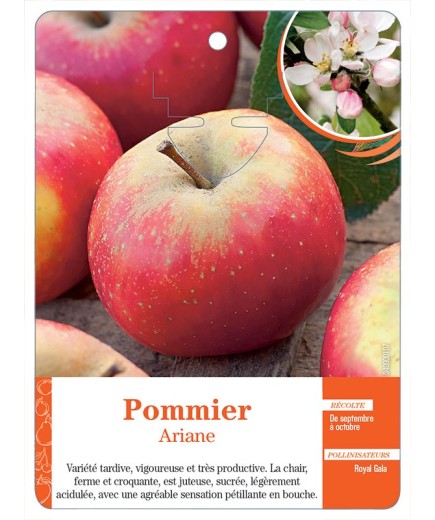 POMMIER ‘ARIANE’